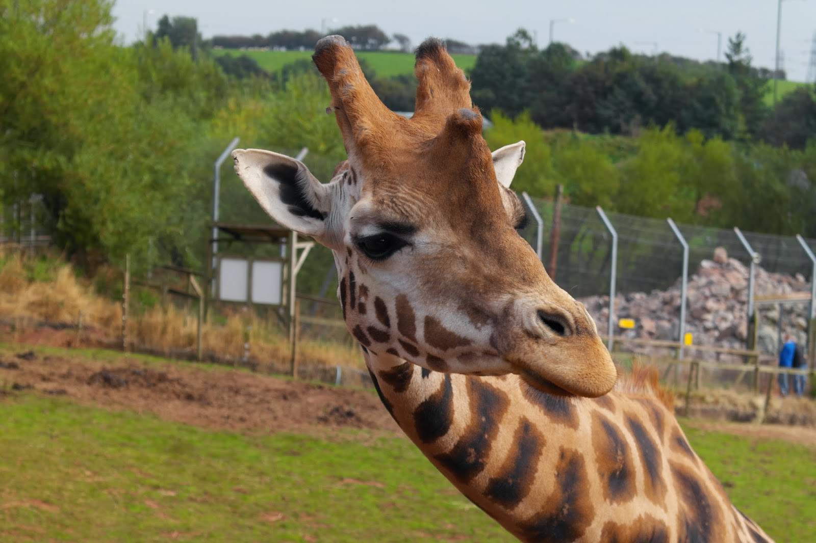 Life in Northern Towns DaltonInFurness South Lakes Zoo