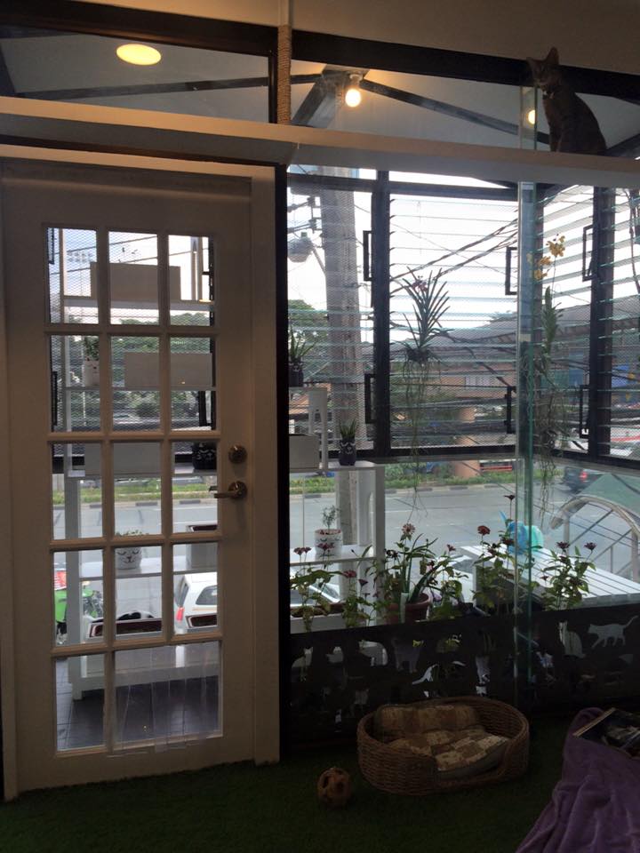 The Cat House Cafe Adorable Cats & Yummy Bento Meals It's Me, Gracee