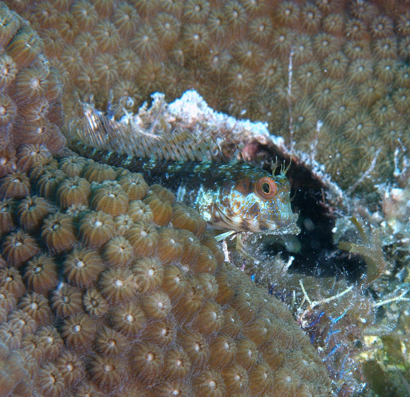 under pressure world Seaweed Blennies Key West, FL