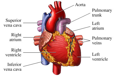 medical transcription: heart muscle medical transcription: heart muscle, Muscles