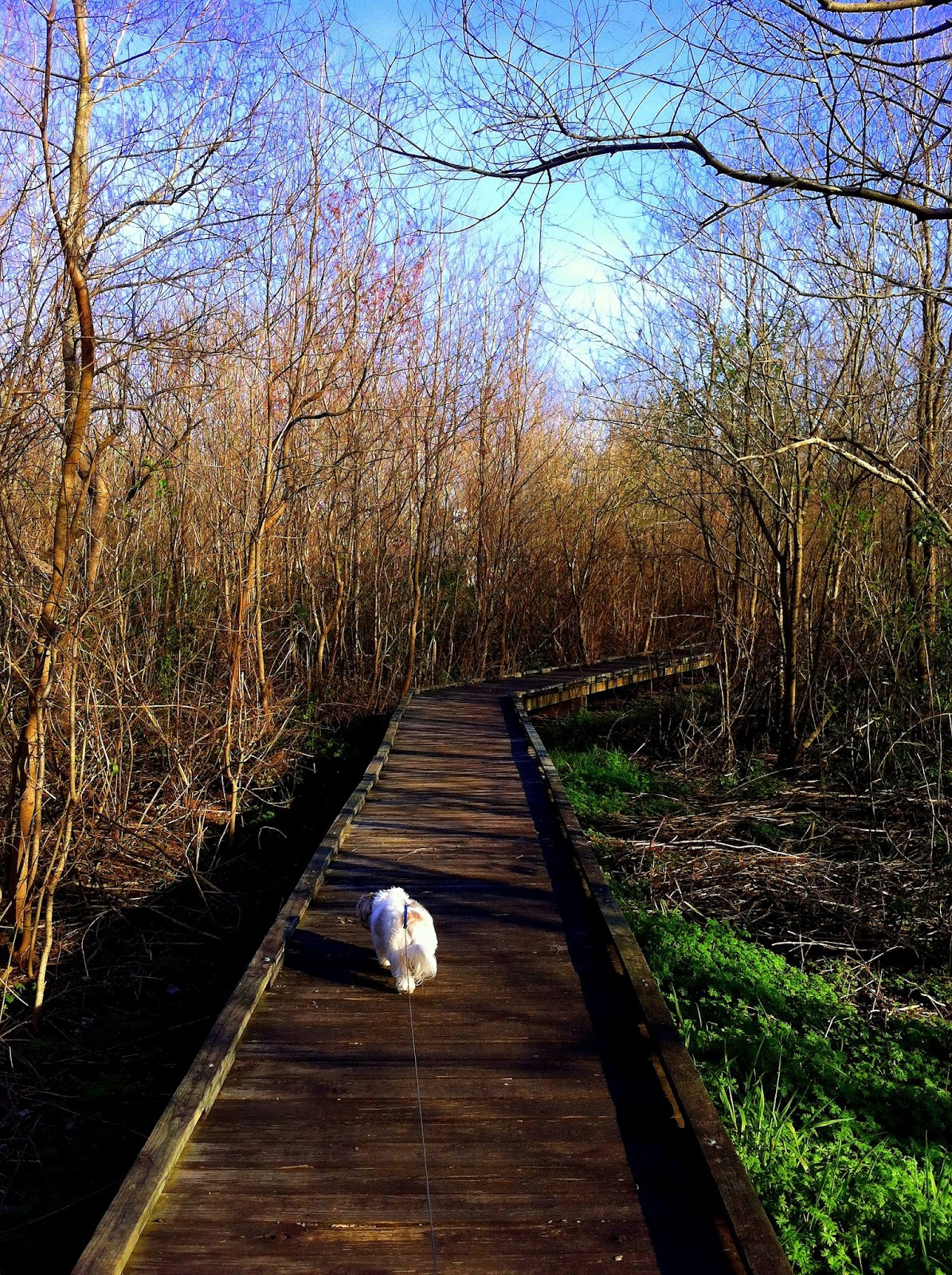 The Gypsy Boho Freedom Express BAYOU STATE PARK WESTWEGO, LA