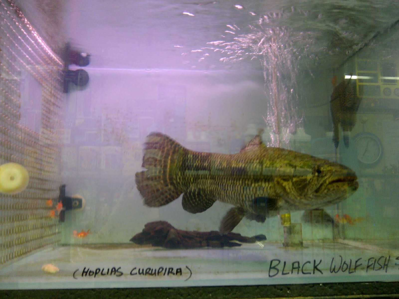 black wolf fish care black wolf fish care