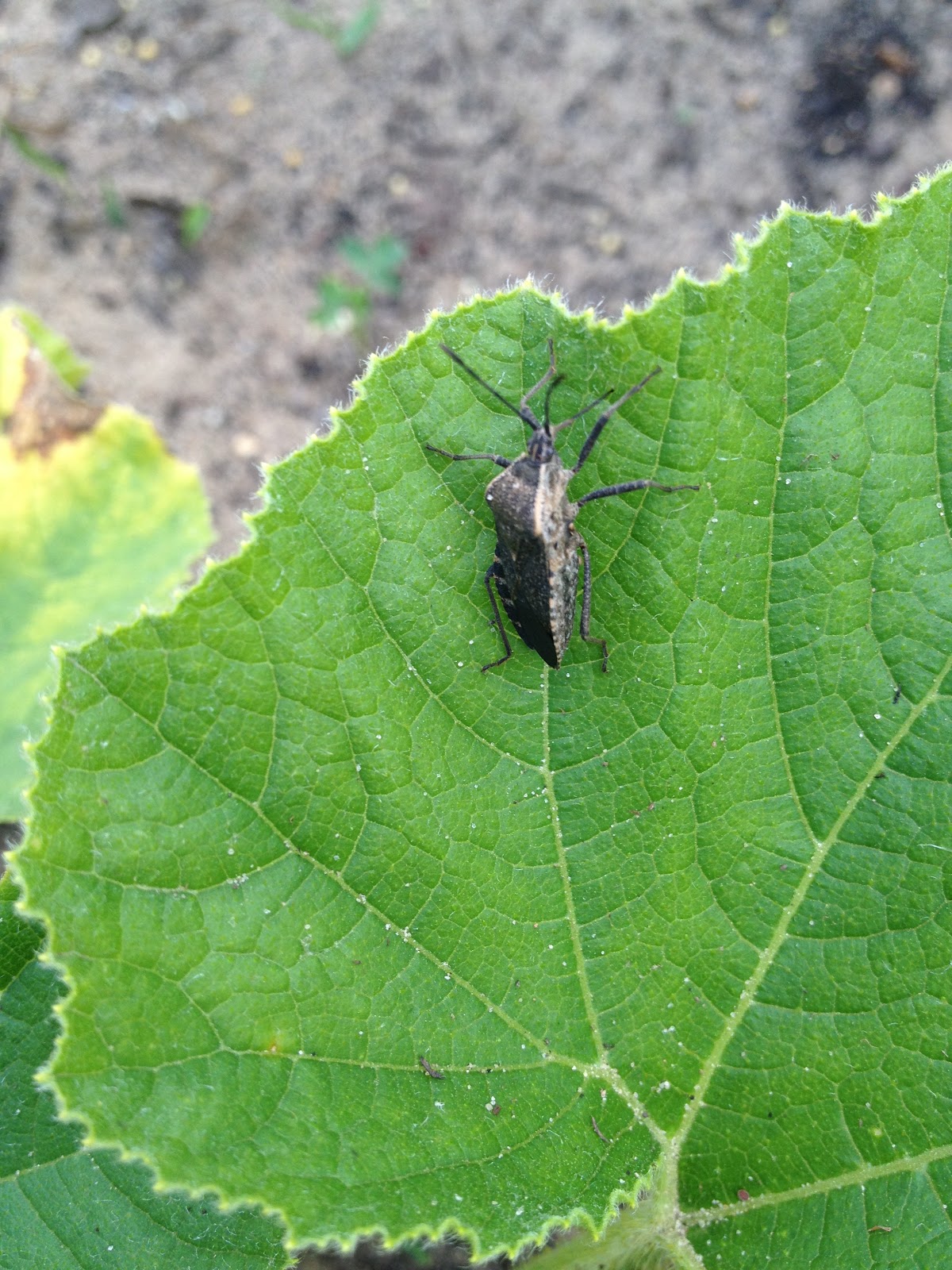 Squishing the Squash Bug At the Water's Edge