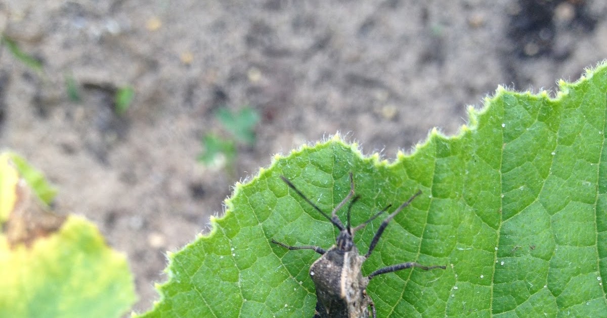 Squishing the Squash Bug At the Water's Edge
