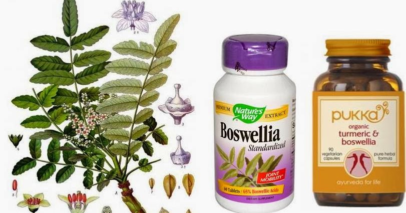 Tree Bark Powder For Dogs Tree Bark Powder For Dogs