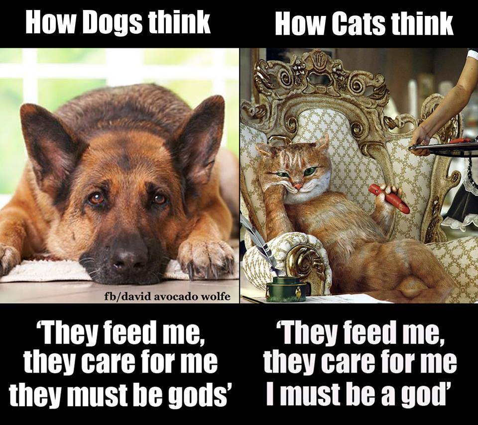 Can You Band A Dog Can You Band A Dog
