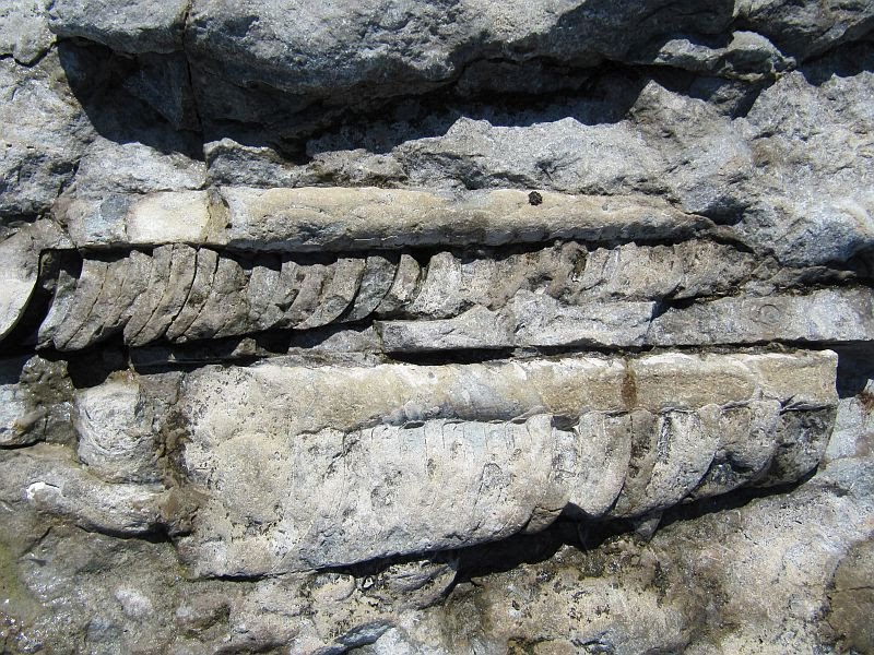 Eifel Via Oland Oland Fossilien