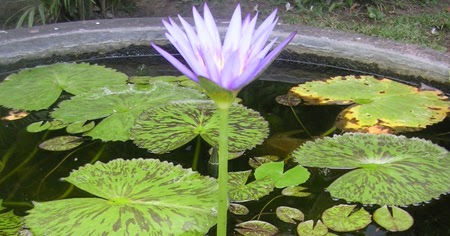 Tunjung Dan Ratna Bunga Utama Dalam Tradisi Bali Balisaja Com