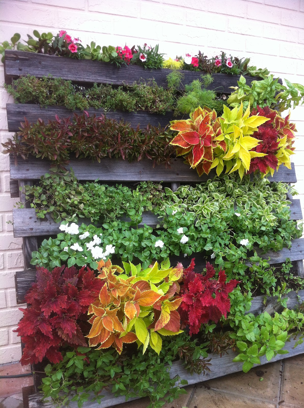 Thyme with a Green Thumb Pallet Planters Add Color and Height to