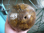 KELAPA 1 MATA