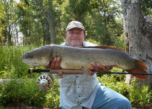 flesh water dogfish flesh water dogfish