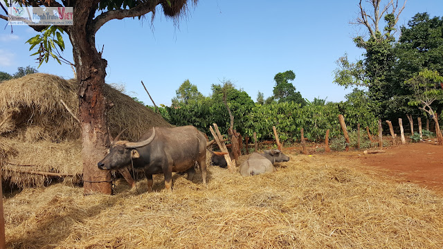 Thăm làng Phun - Pleikep dân tộc Jarai ở Gia Lai