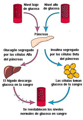 Cuadro de hormonas esteroideas