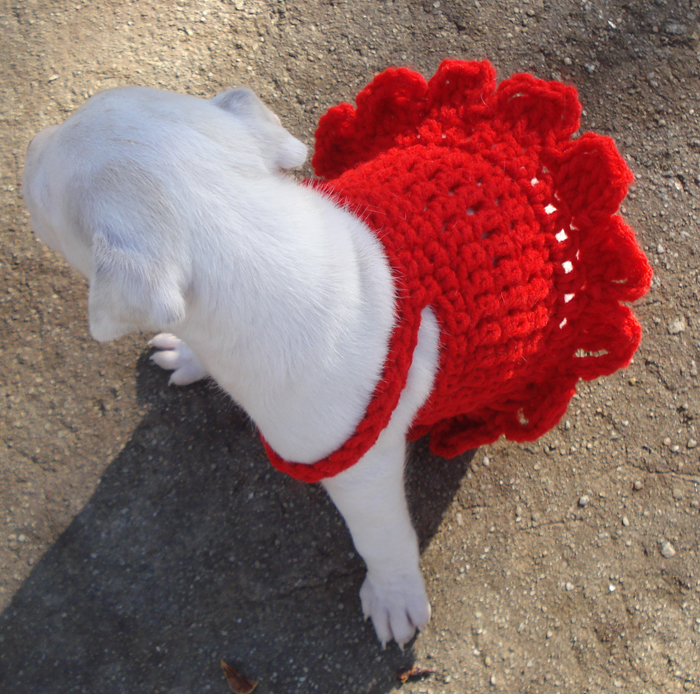 Raising Toot and Roxy See Snow in Red Crochet Tutu Dress for Pitbull Pup