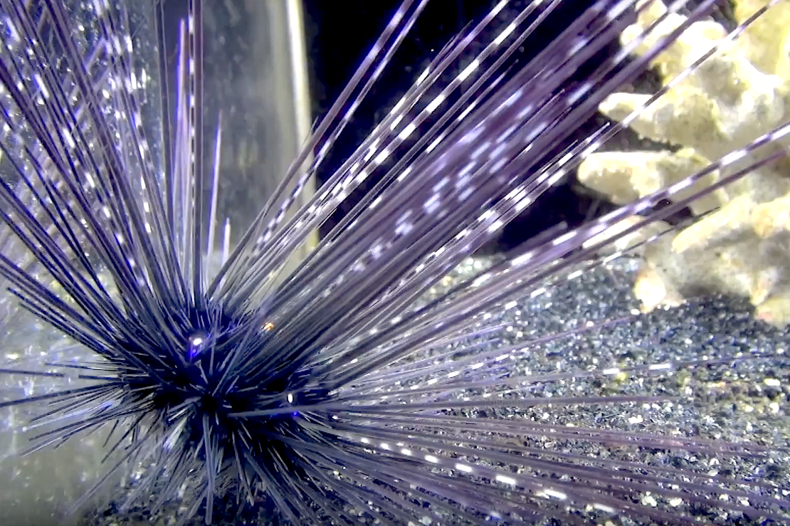 Aquarium Movies Japan Archive 生きている魚図鑑 ガンガゼ Diadem Urchin Black Long Spine Urchin Diadema Setosum