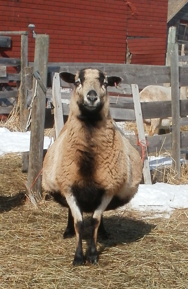 Baa Ram Ewe Sheep Sheep Weight Loss Program?