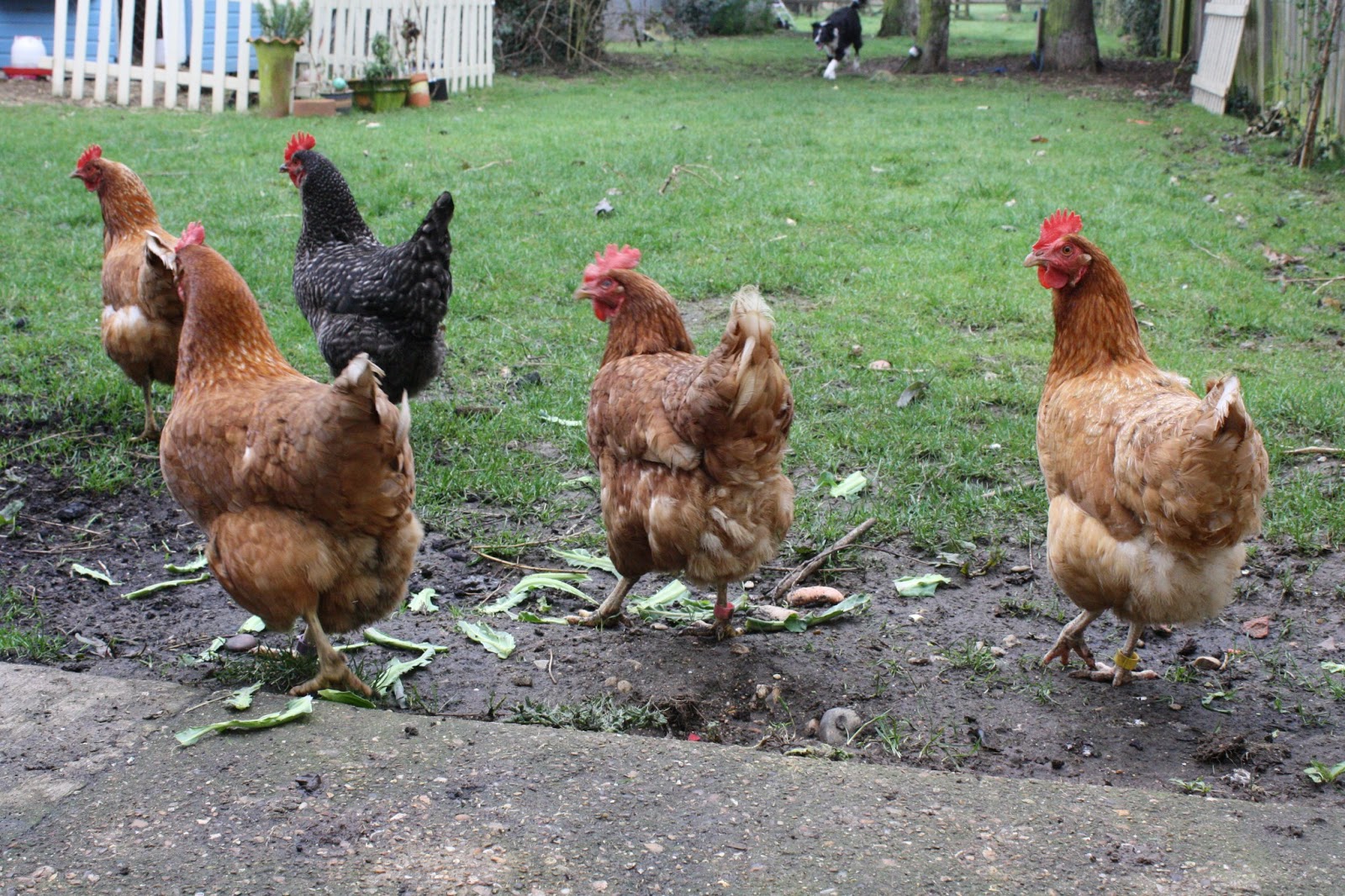 Bird and Anchor Chickens and horses mainly chickens
