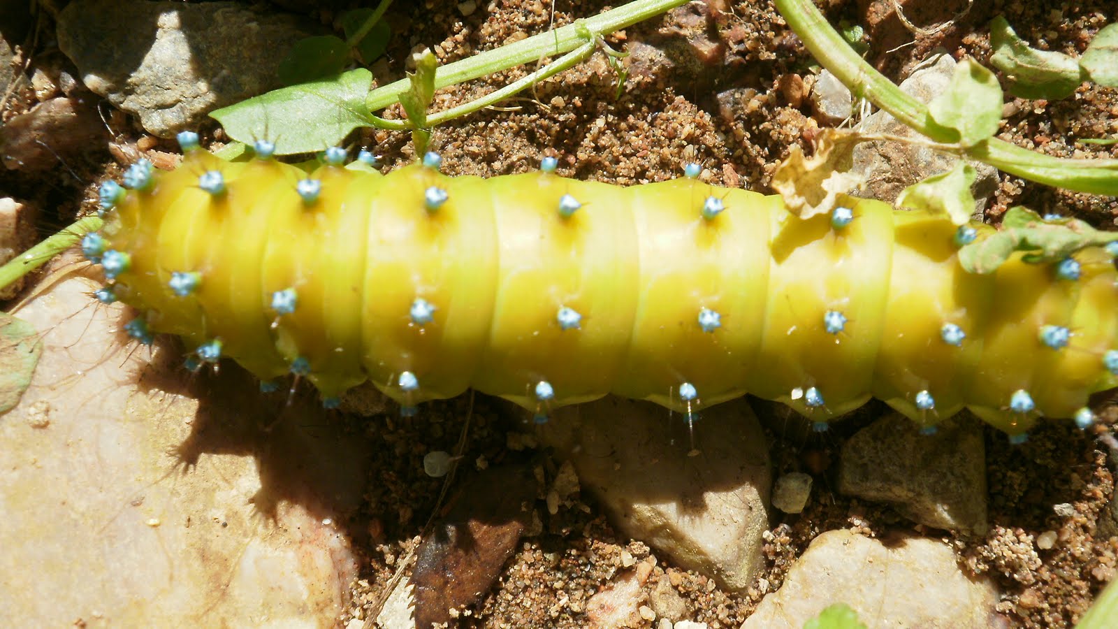 oruga up