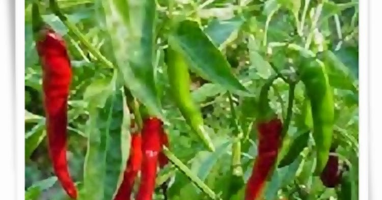 cabai merah pilar
