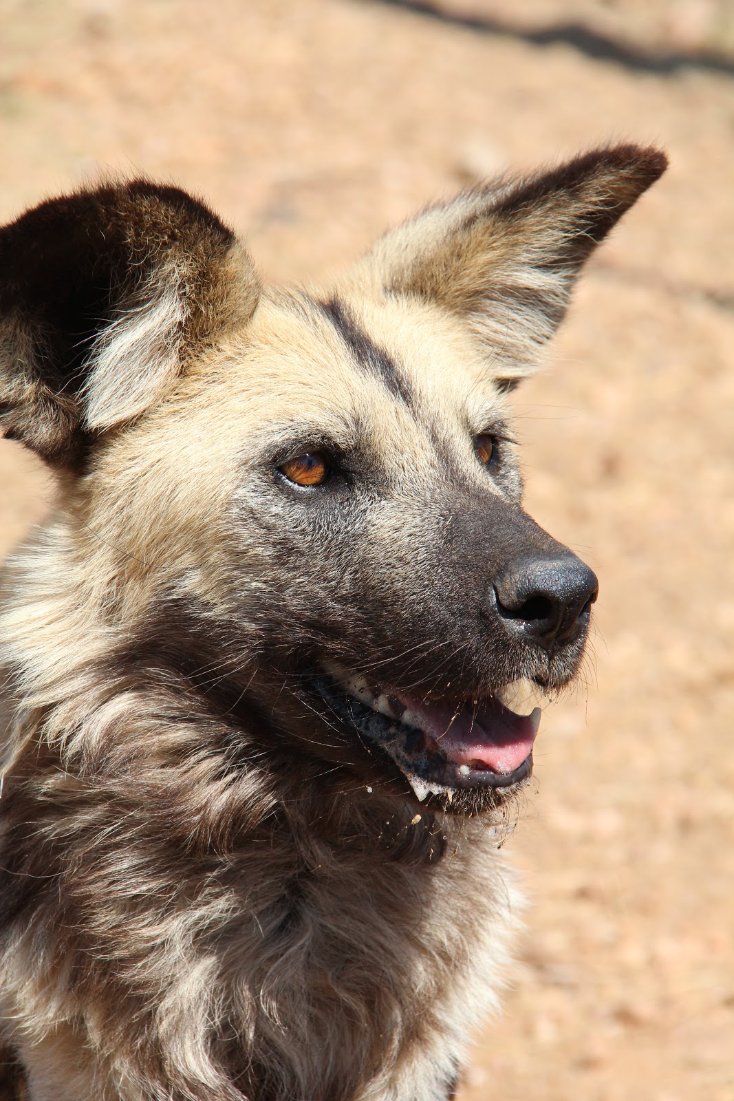 Carnivore Conservation Research Update: Wild Dog Conservation Initiative