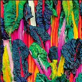 Rainbow Swiss Chard