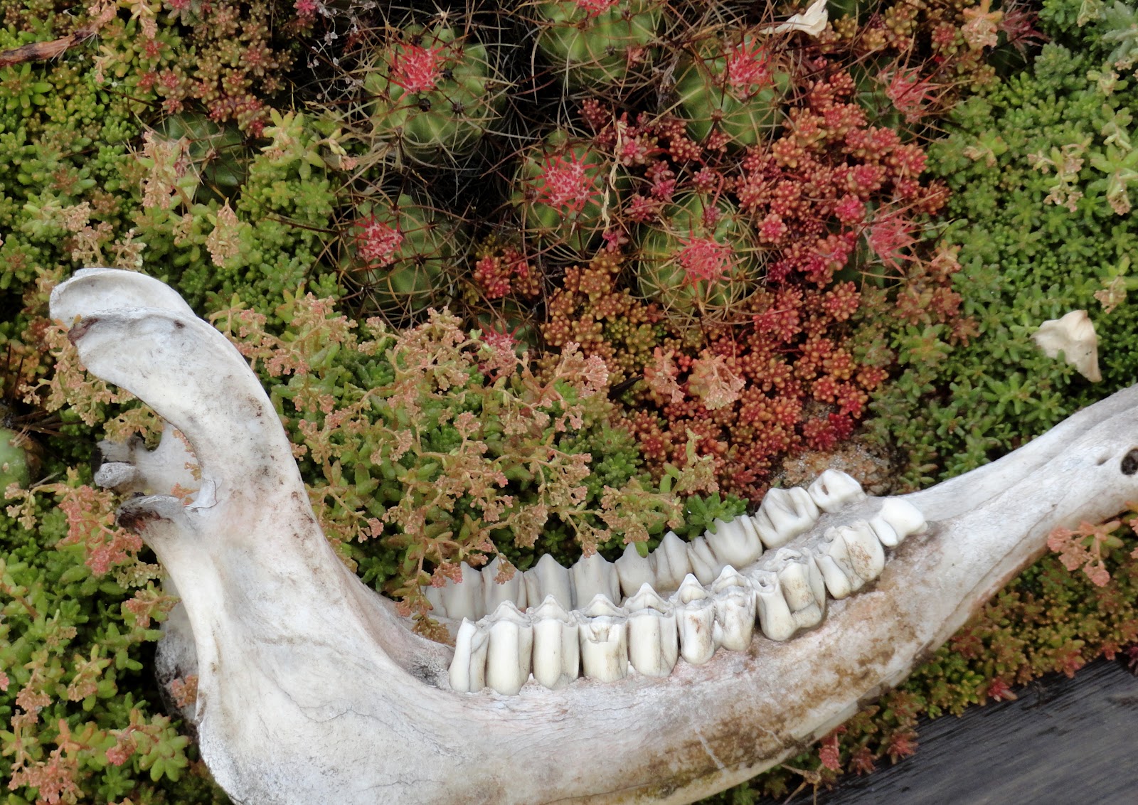 danger garden: Hillside Desert Botanical Gardens