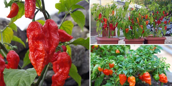 Cabai Bhut Jolokia