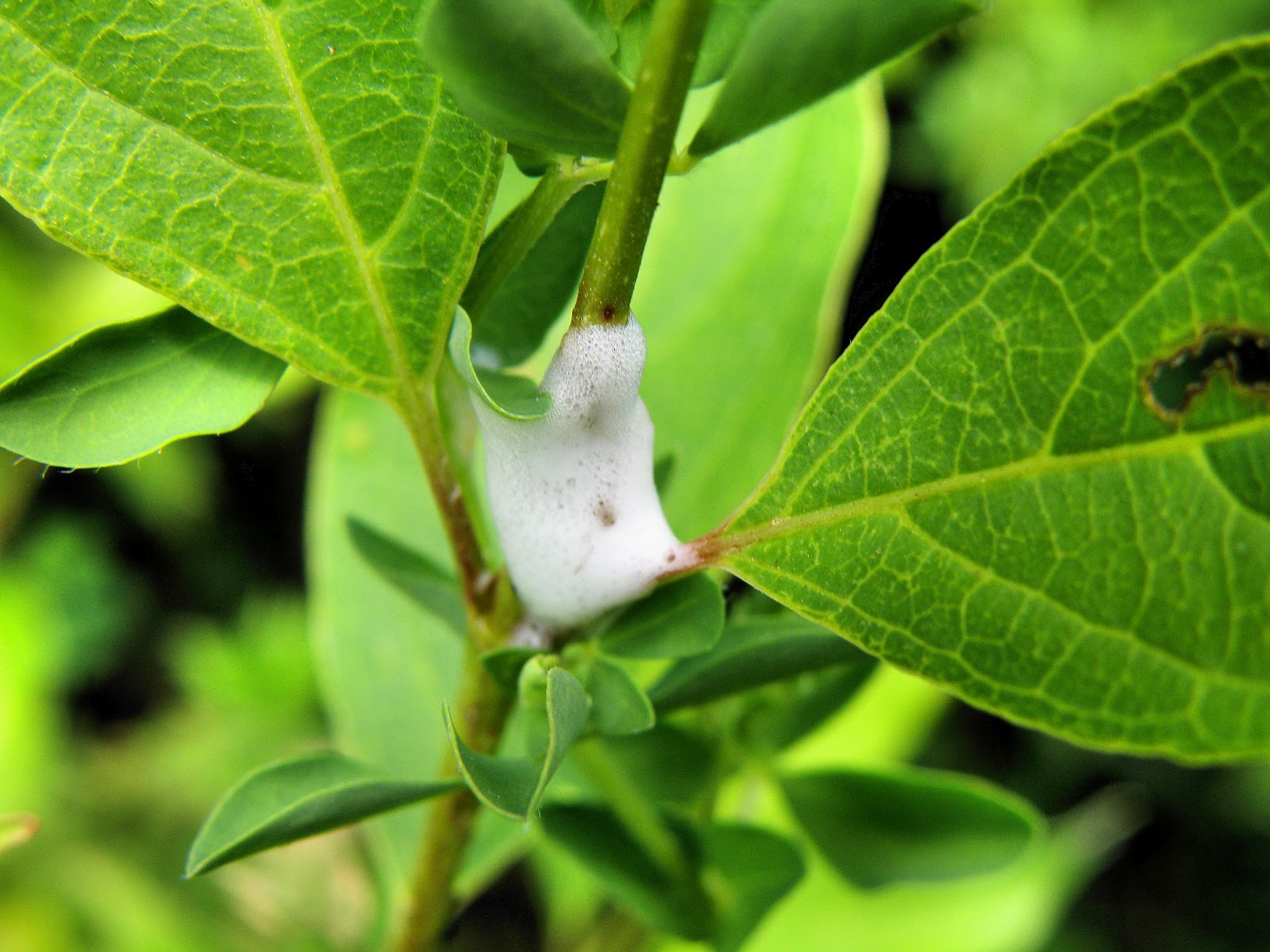 Hoosier Safari Bubble Nest