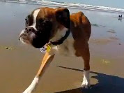 A FELICIDADE DE UM CACHORRO COM APENAS DUAS PATAS NA PRAIA PELA PRIMEIRA VEZ A FELICIDADE DE UM CACHORRO COM APENAS DUAS PATAS NA PRAIA PELA PRIMEIRA VEZ