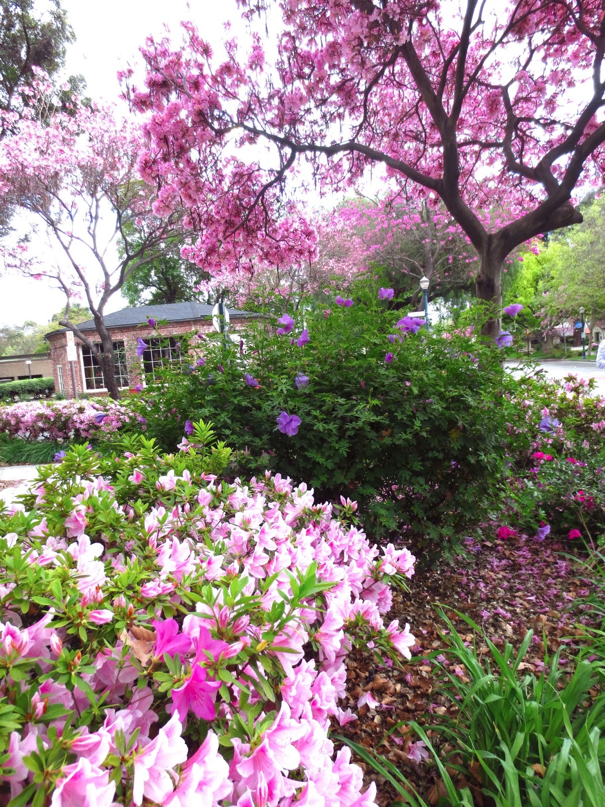 Pink Azalea Cake Pink Azalea Cake