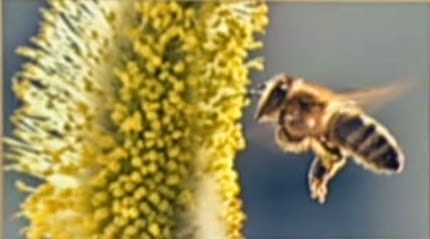 Die Bienen Ag Lokalzeit Aachen Lokalzeit Junkie