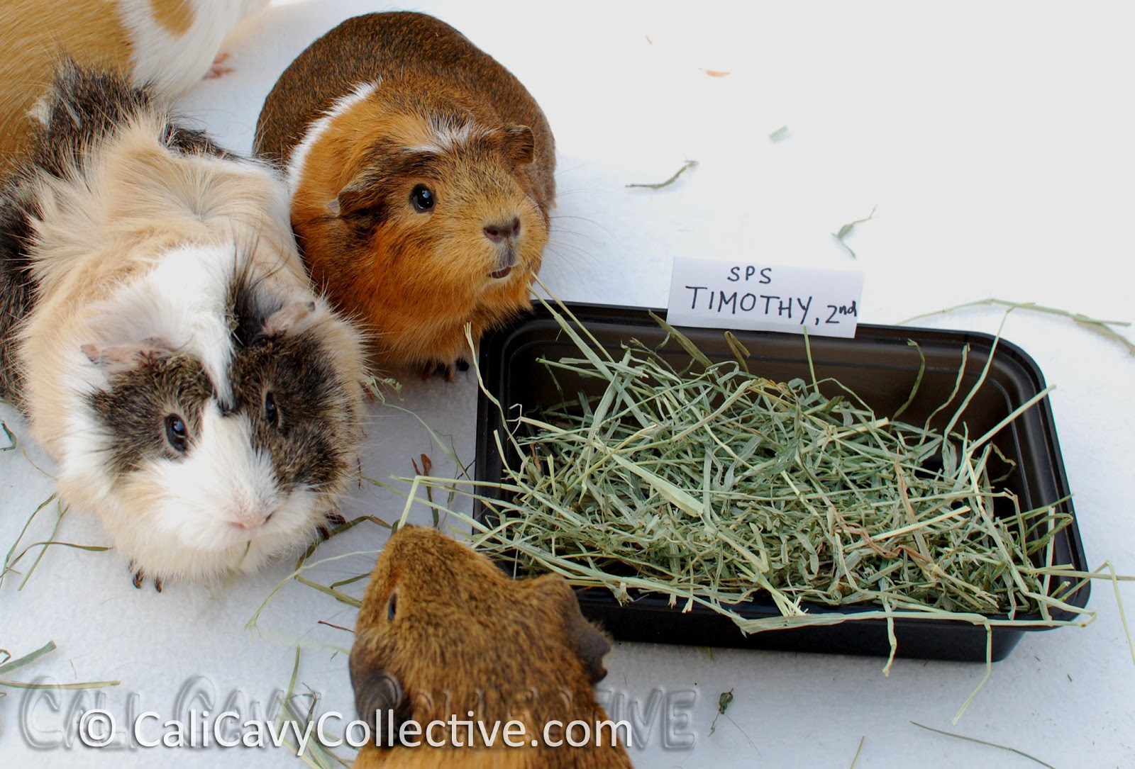 Cali Cavy Collective a blog about all things guinea pig Small Pet