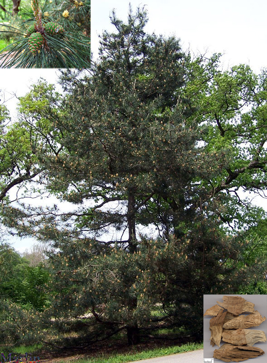 Pine nodular branch (Songjie)Pinus tabulaeformisPinus massoniana
