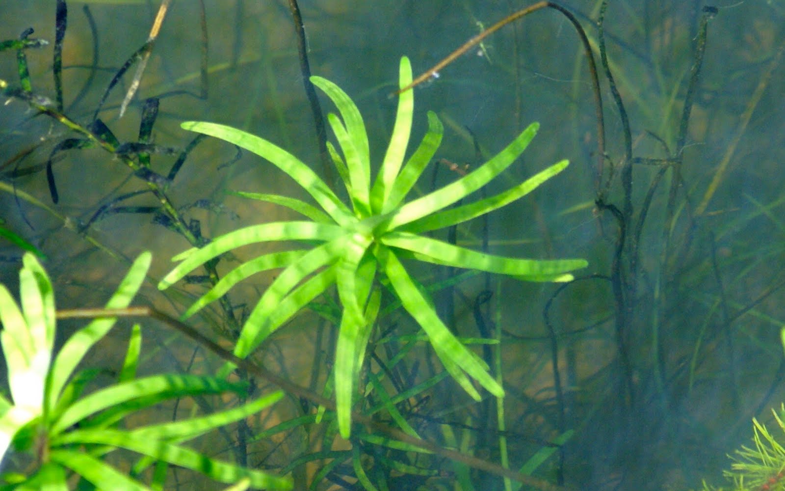 eichhornia diversifolia
