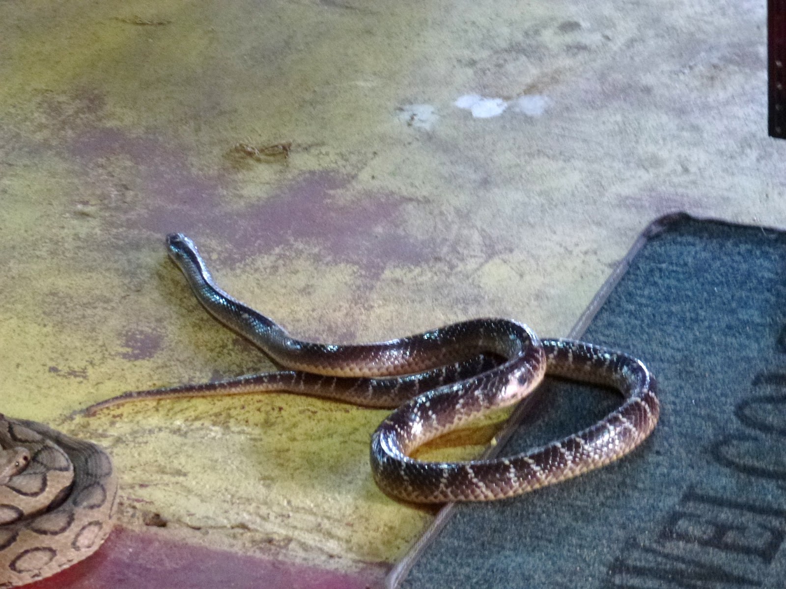 The Quinine Chronicles Tamil Nadu The Irula SnakeCatchers Industrial