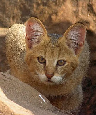 felis chaus or jungle cat