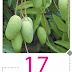 An Article For Mango Farmers