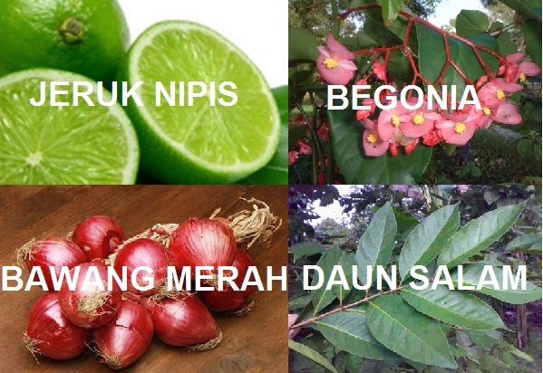 1001 cara praktis tanaman herbal obat tradisional untuk 1001 cara praktis tanaman herbal obat tradisional untuk