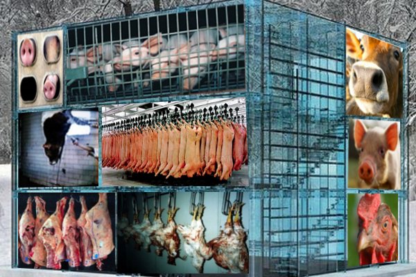 an argument against the meat industry How to win an argument with a meat eater the hunger-argument against meat-eating the livestock industry attempts to control this disease by feeding the . an argument against the meat industry How to win an argument with a meat eater the hunger-argument against meat-eating the livestock industry attempts to control this disease by feeding the .