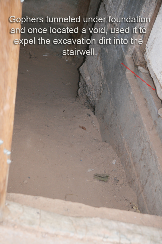 The Gopher Getters Down The Gopher Hole Gophers And Foundations