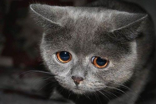 http://2.bp.blogspot.com/-WvLJasN7c-Q/T46CBo_vyDI/AAAAAAAADpI/U_R2SiVseBw/s1600/a_aaa-Cute-sad-cat-look.jpg