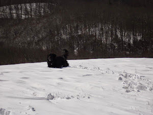 Shadow found a snow drift