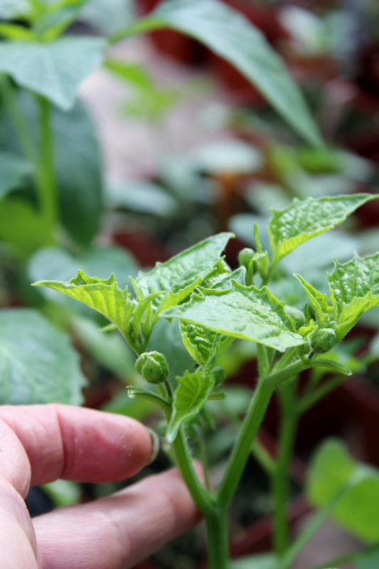 The Nitty Gritty Potager May 2012