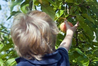 anak kecil dan pohon apel