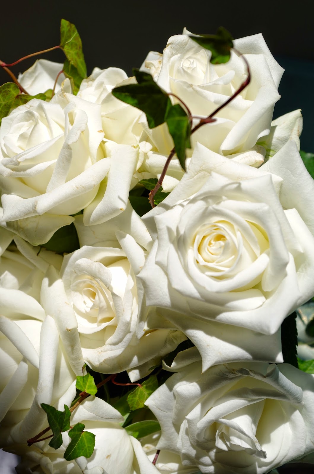 California Blooms Boutique Roses Grown in California! Northern