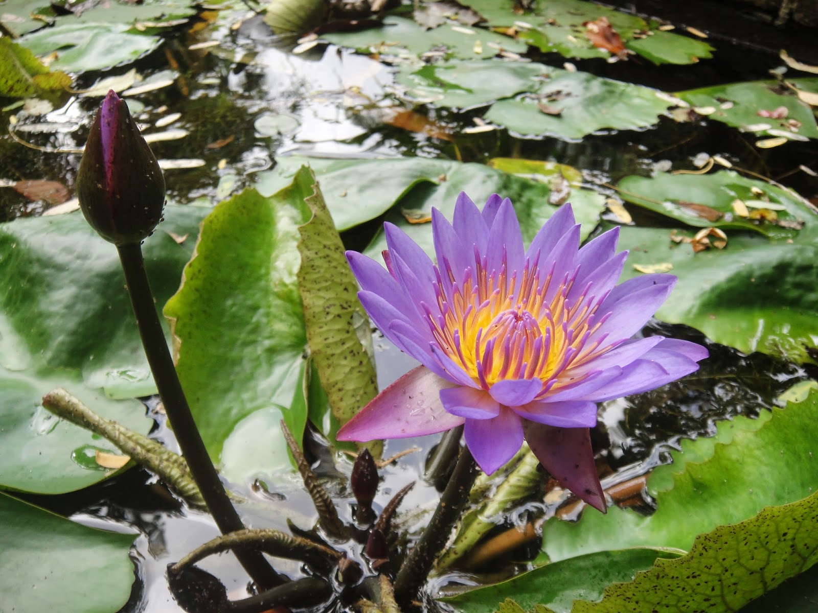 Sri Lanka Most Beautiful Flowers mihisaraTUBE