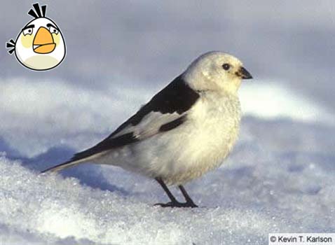 White Bird White Bird