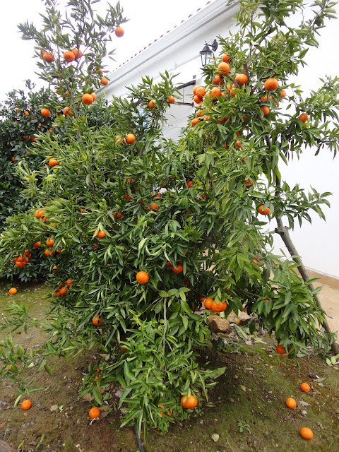 MANDARINO CARGADO DE MANDARINAS CLEMENTINAS