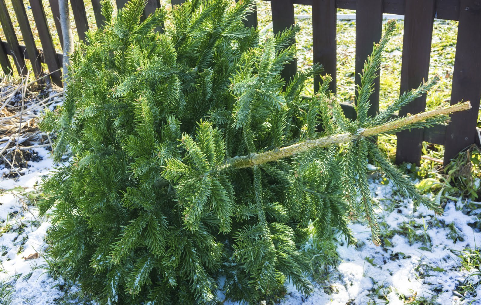 Christmas Tree Stain Removal Tips Triple S Carpet Drapery Cleaners