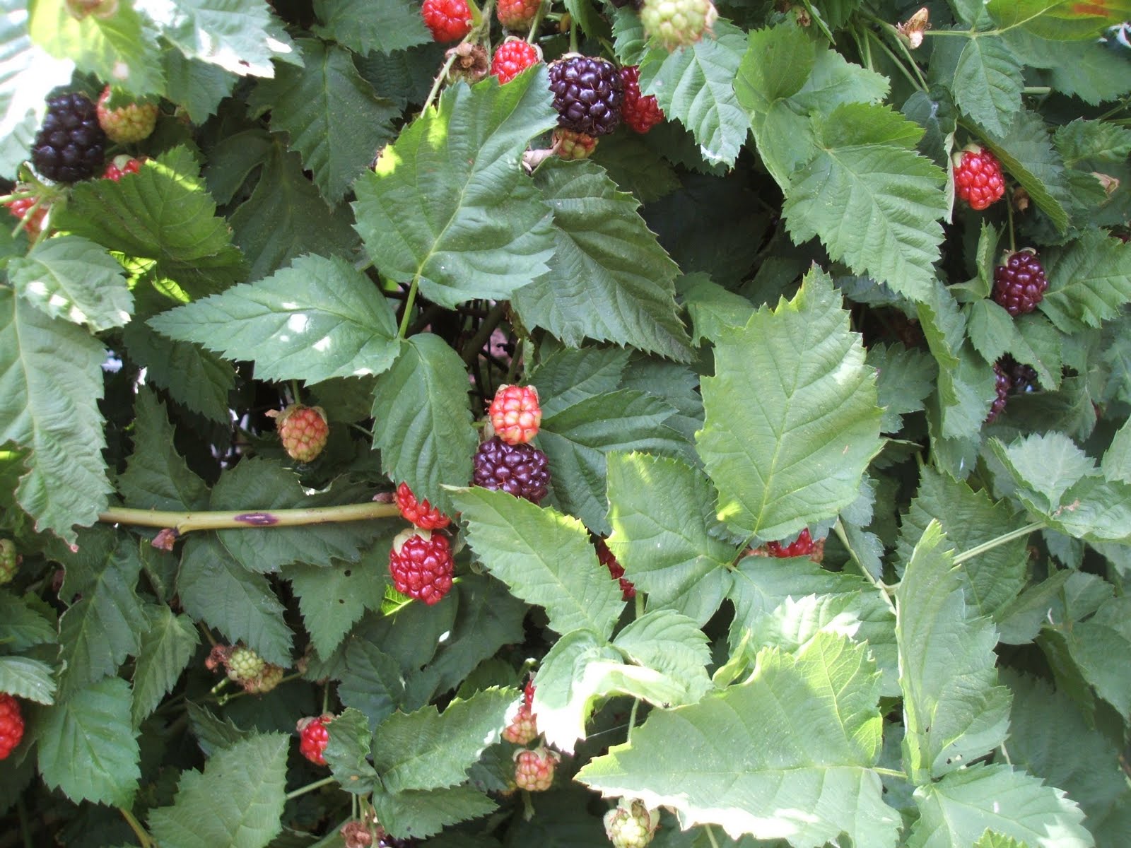 Frugal Garden Girl Prickly prunnings deter pesky pests